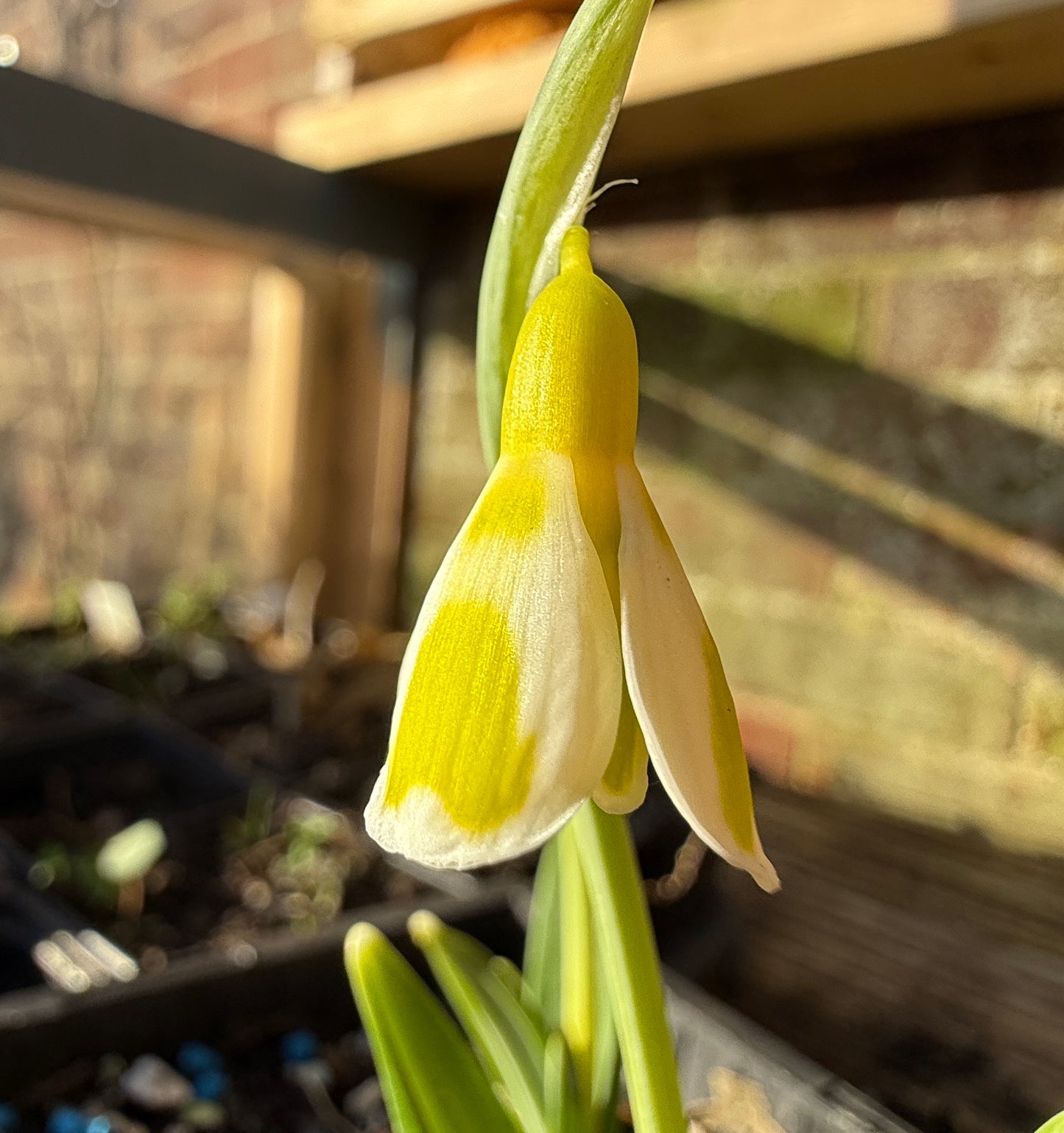 Galanthus Dryad Apollo (Pre-Order)
