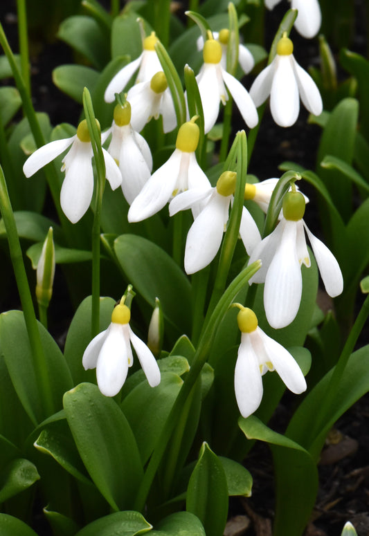 Galanthus Elizabeth Harrison