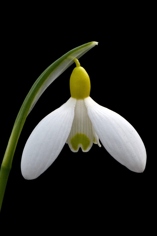 Galanthus Fiona's Gold