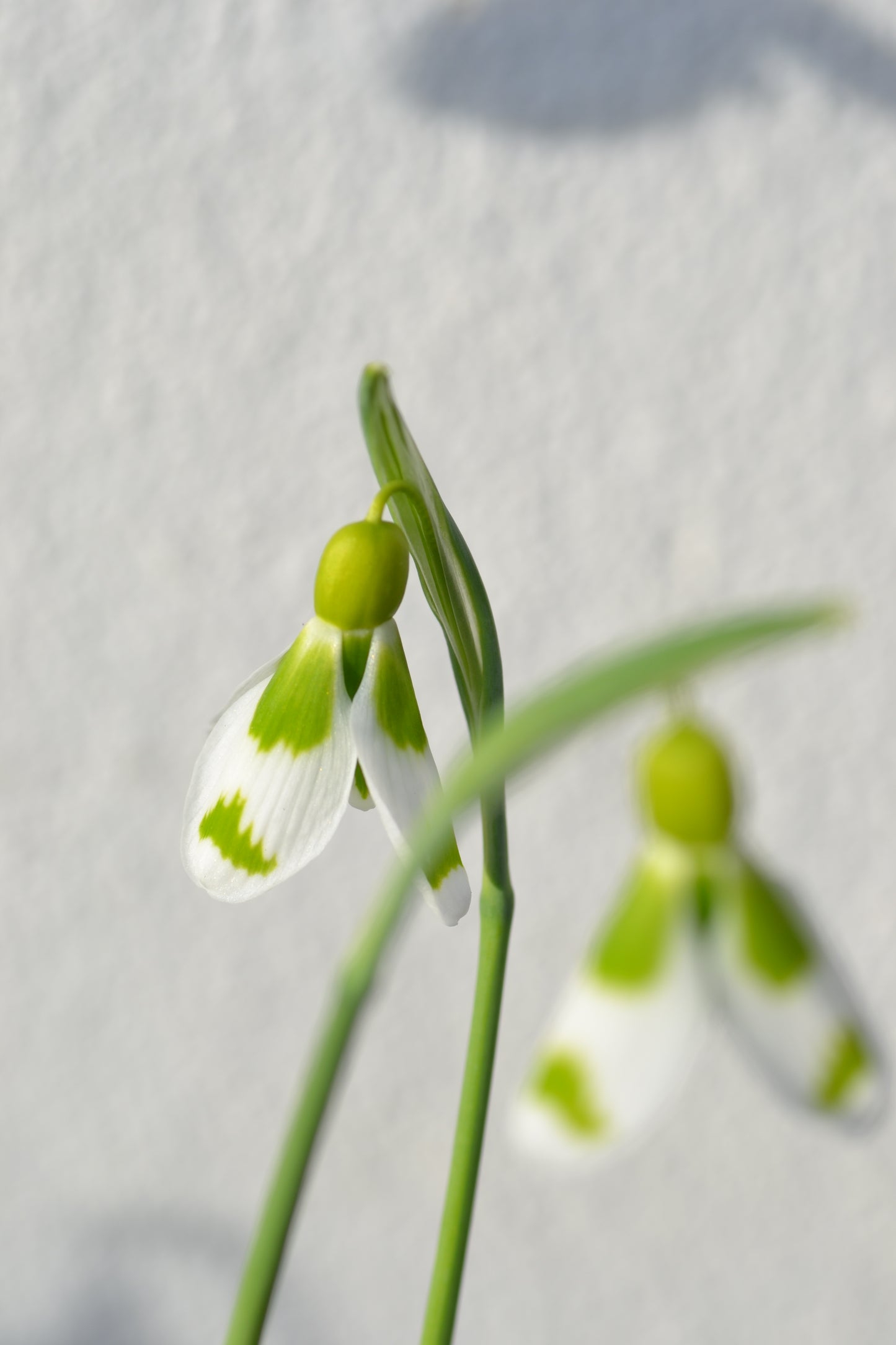 Galanthus Chantry Gem