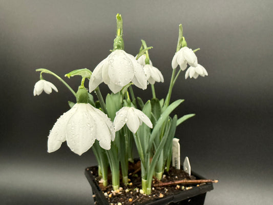 Galanthus Godfrey Owen