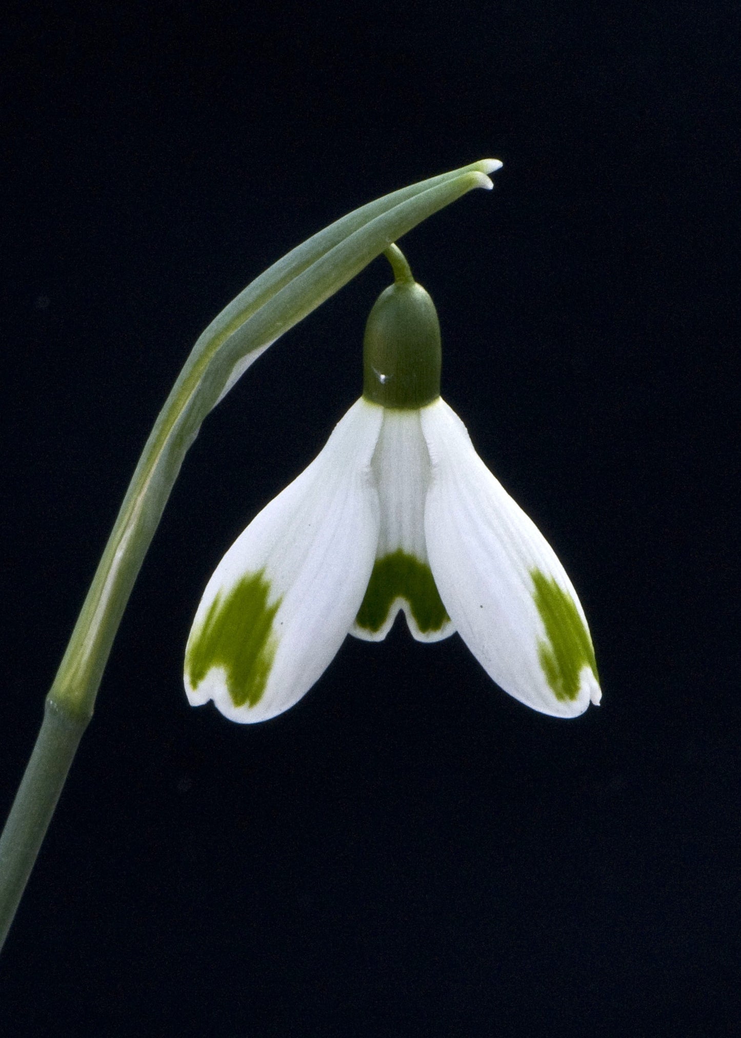Galanthus Green Of Hearts