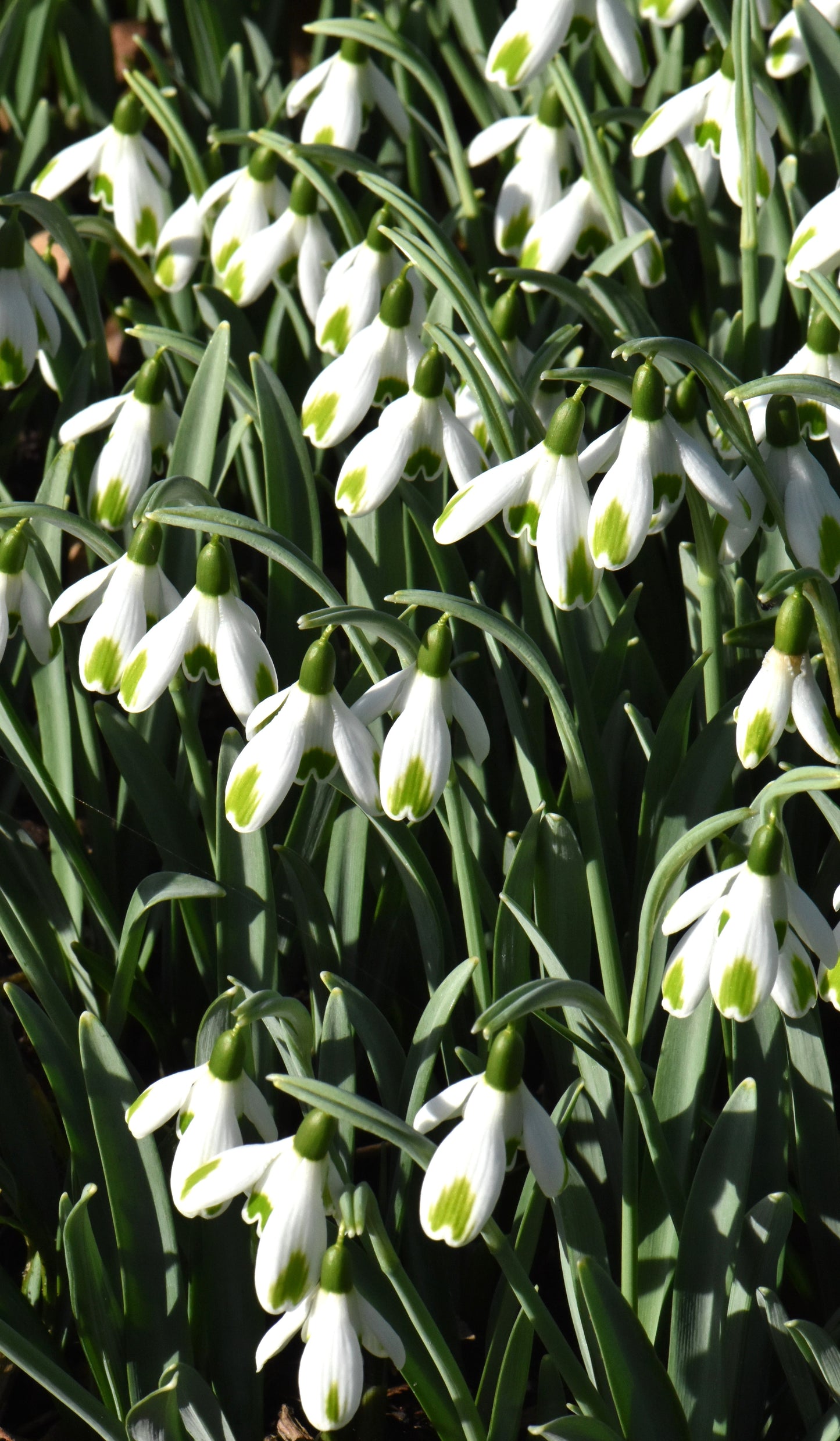 Galanthus Green Of Hearts