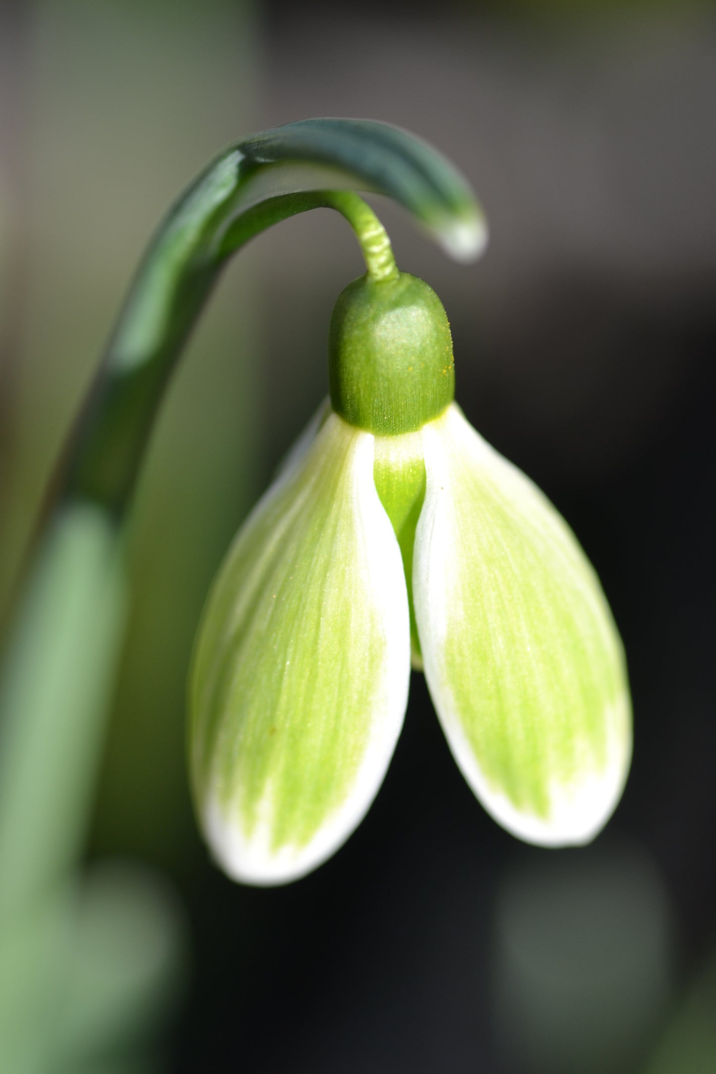 Galanthus Green Tear