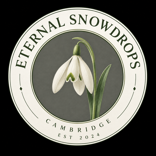 Eternal Snowdrops