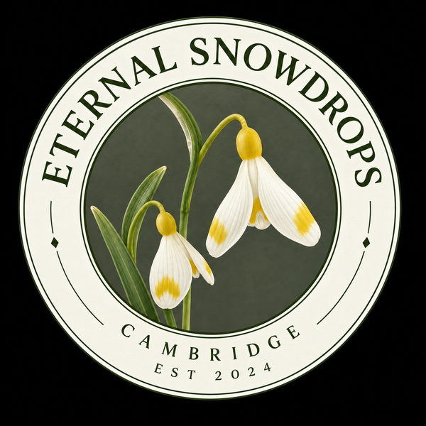 Eternal Snowdrops