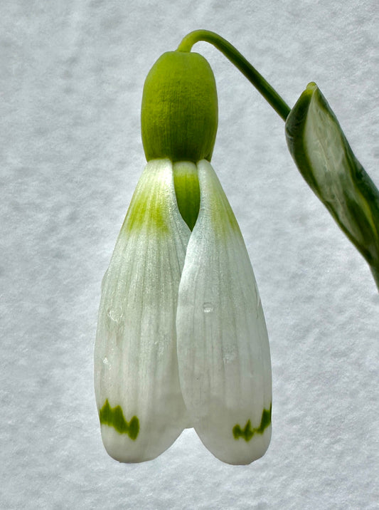 Galanthus Wol Staines