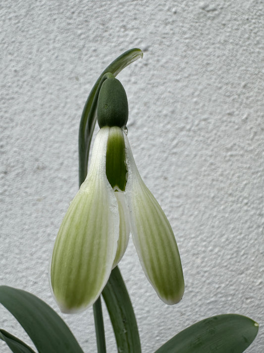 Galanthus Morgana