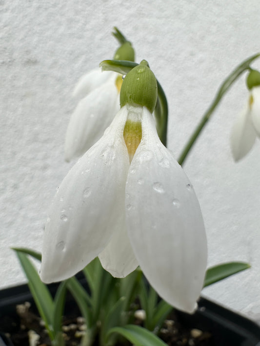 Galanthus Uli's Gift