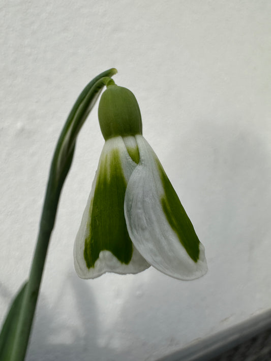 Galanthus The Artist