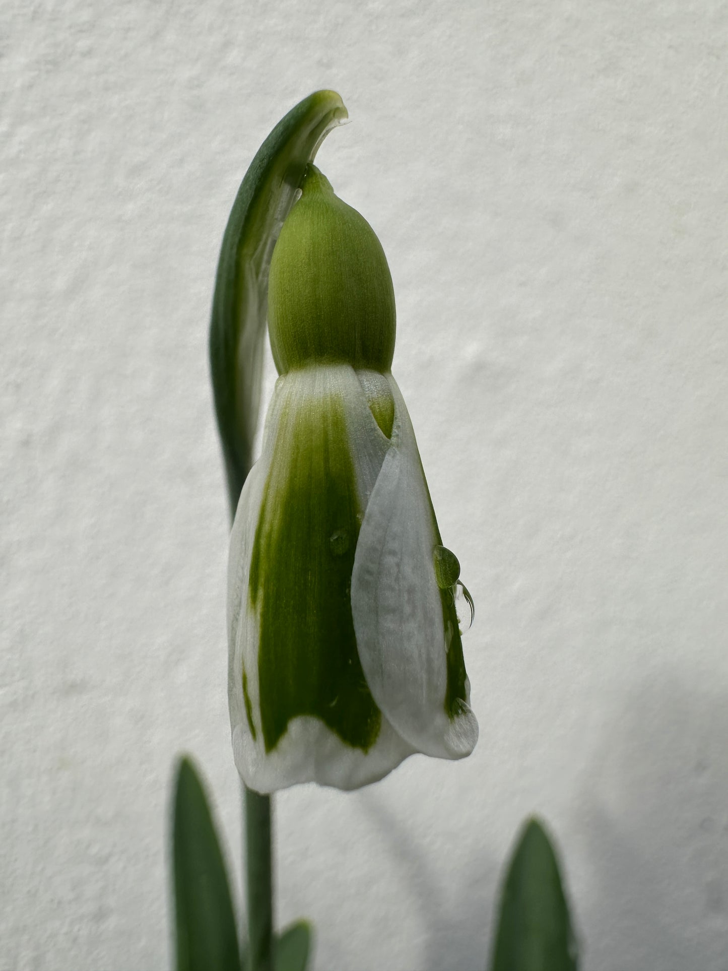 Galanthus The Artist