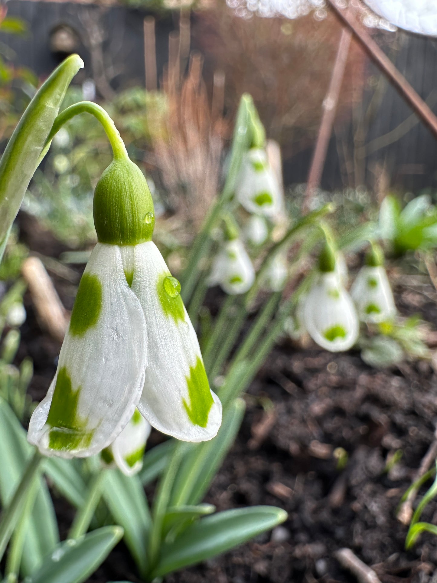 Galanthus Lucy