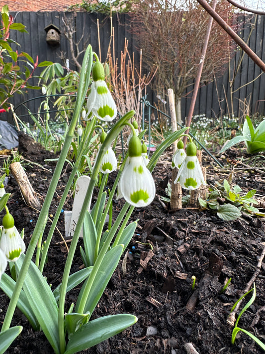 Galanthus Lucy