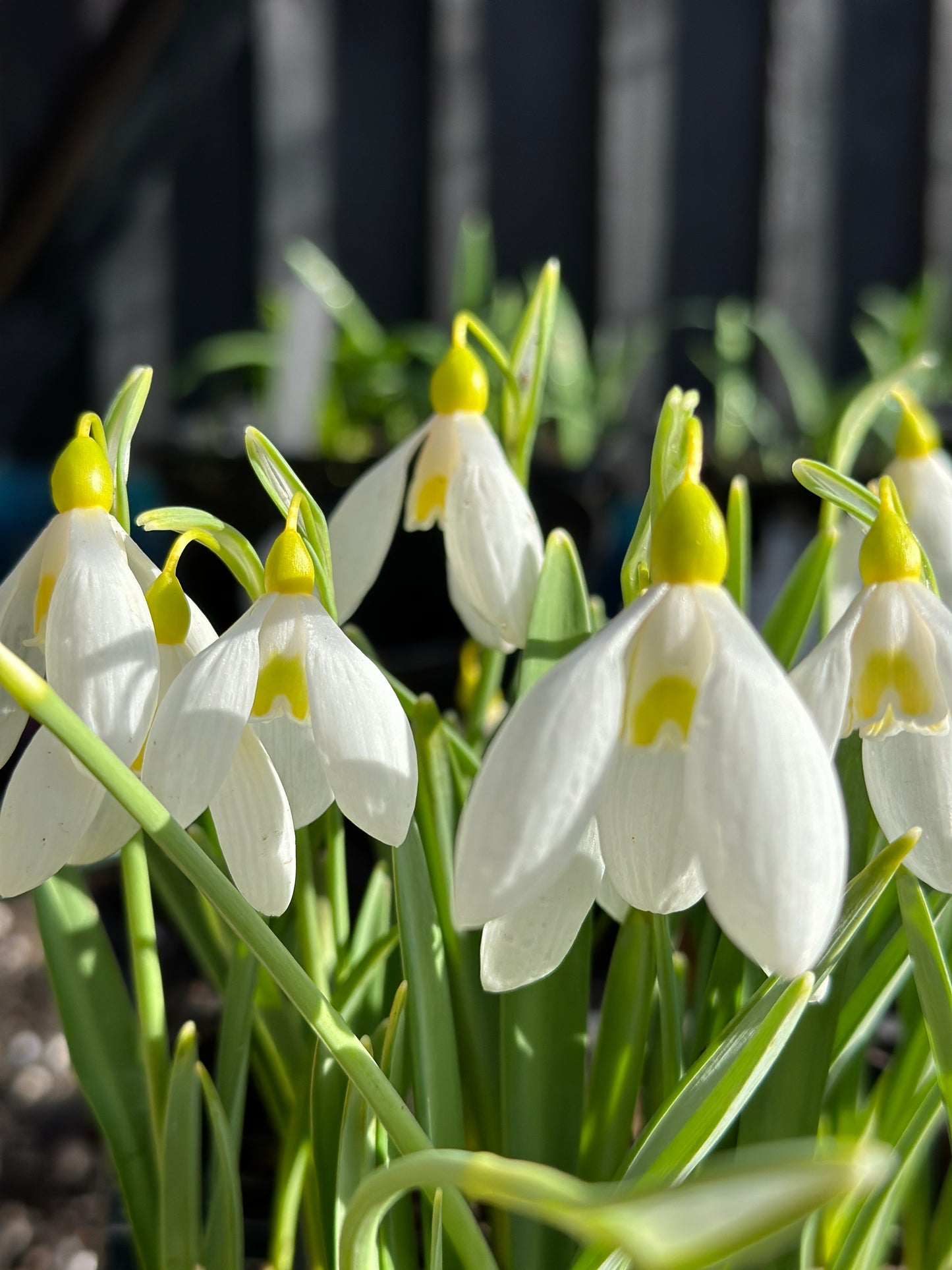 Galanthus Treasure Island