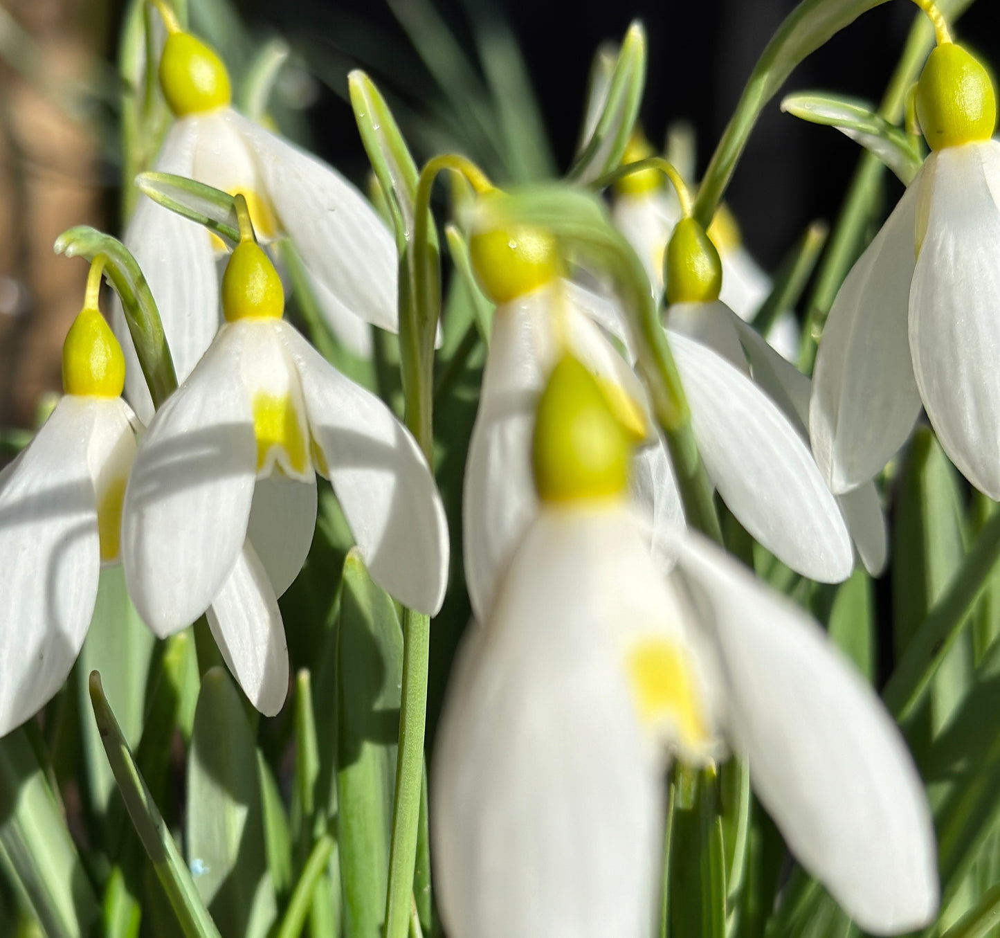 Galanthus Treasure Island