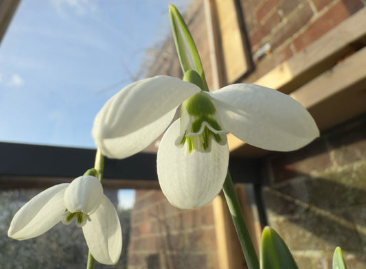 Galanthus Three Ships