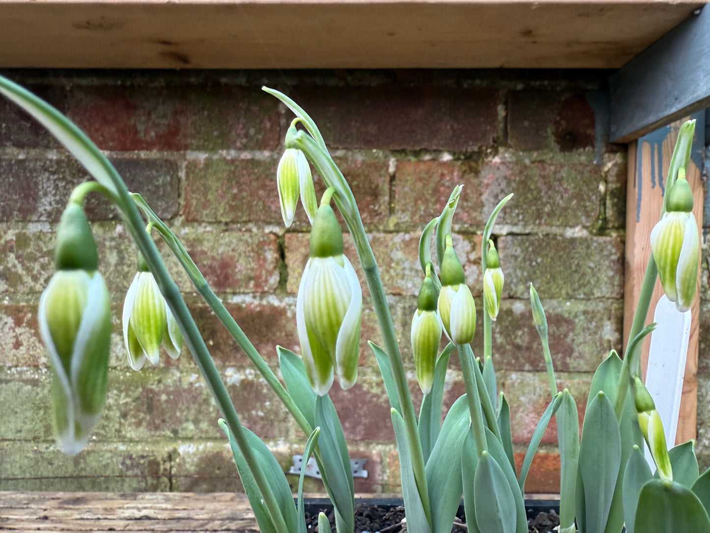 Galanthus Kryptonite