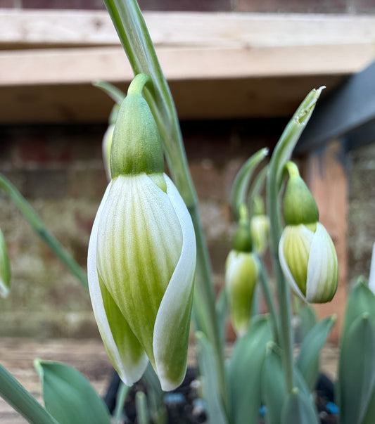 Galanthus Kryptonite