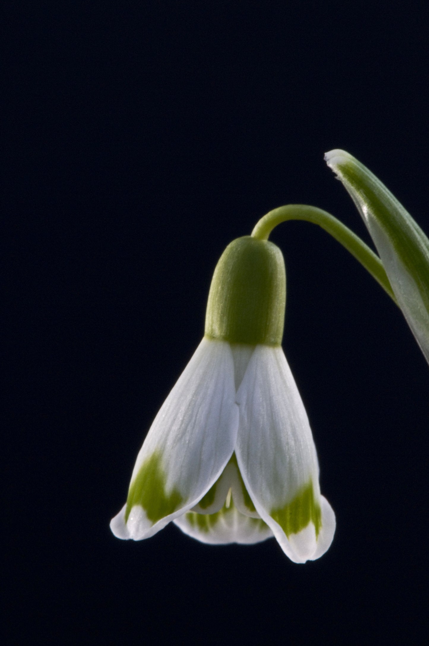 Galanthus Istrian Skirt