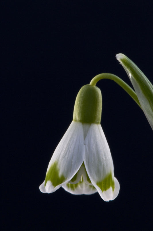 Galanthus Istrian Skirt