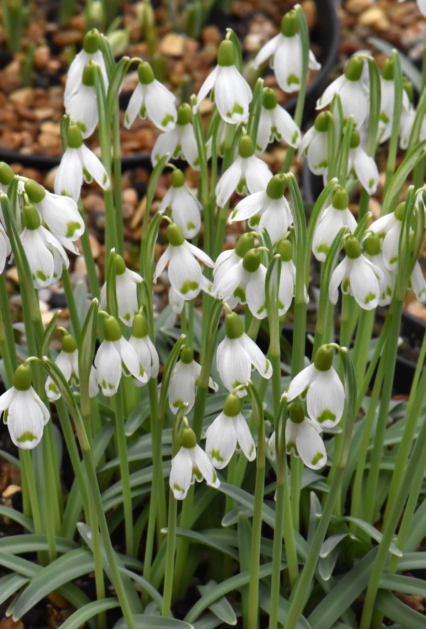 Galanthus Istrian Skirt