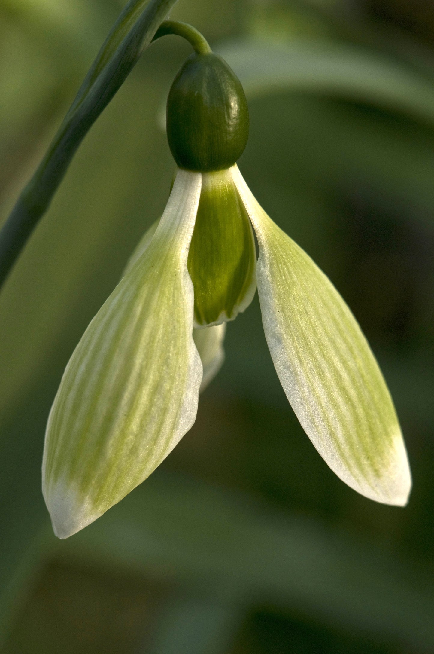 Galanthus Margaret Biddulph