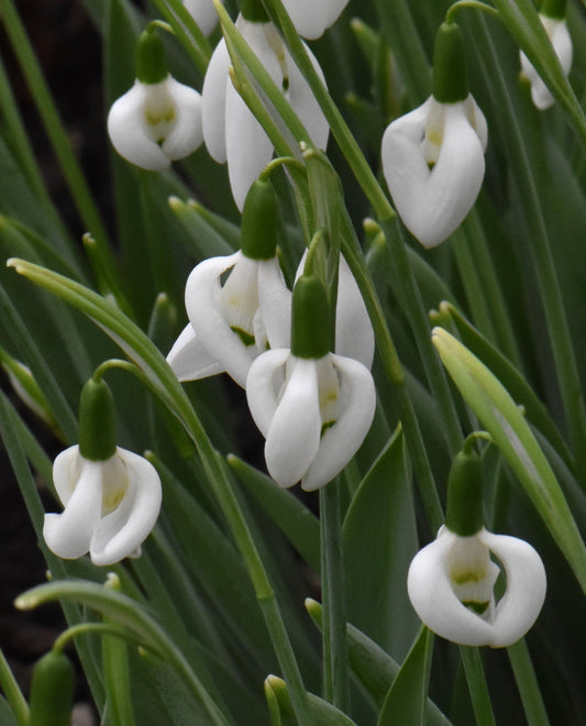 Galanthus Moses Basket