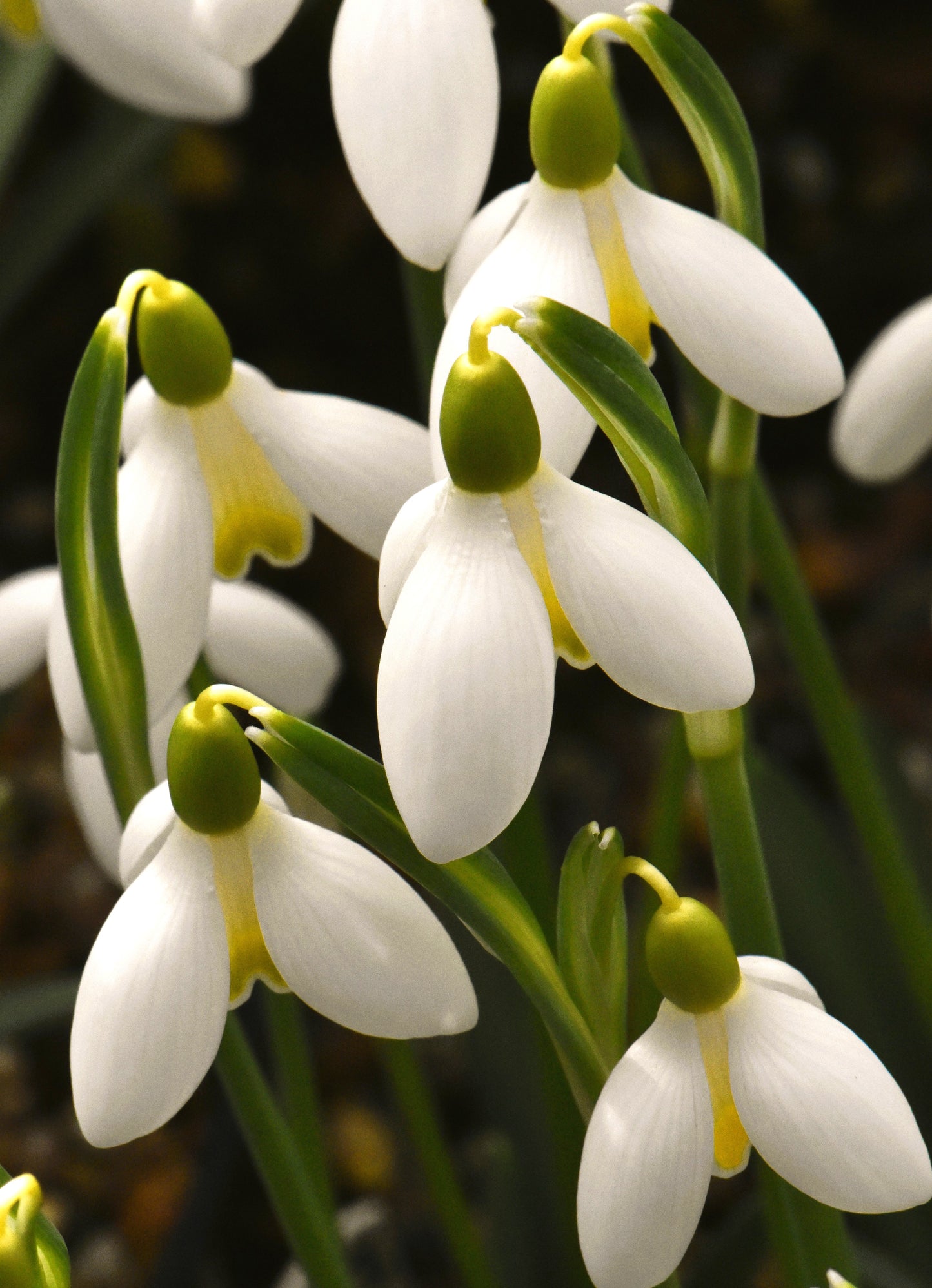 Galanthus Mother Goose