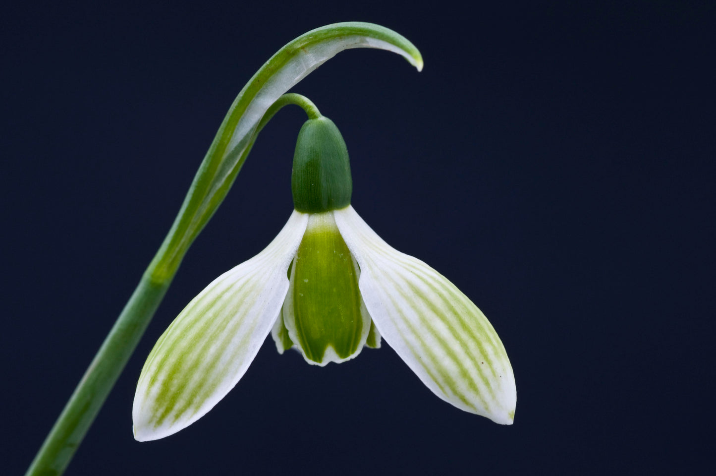 Galanthus Rosemary Burnham