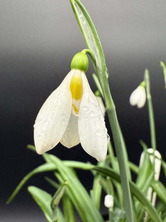 Galanthus Schorbuser Irrlicht