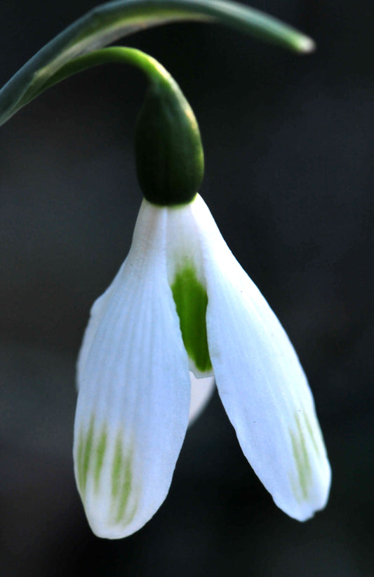 Galanthus Shed's & Outhouses