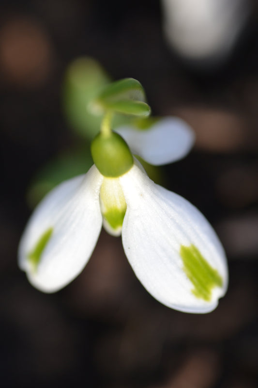 Galanthus Trumps