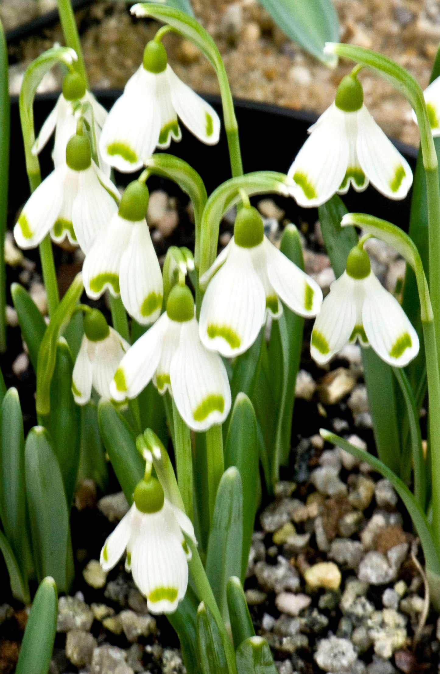 Galanthus Valentines Day