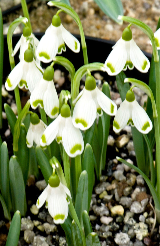 Galanthus Valentines Day