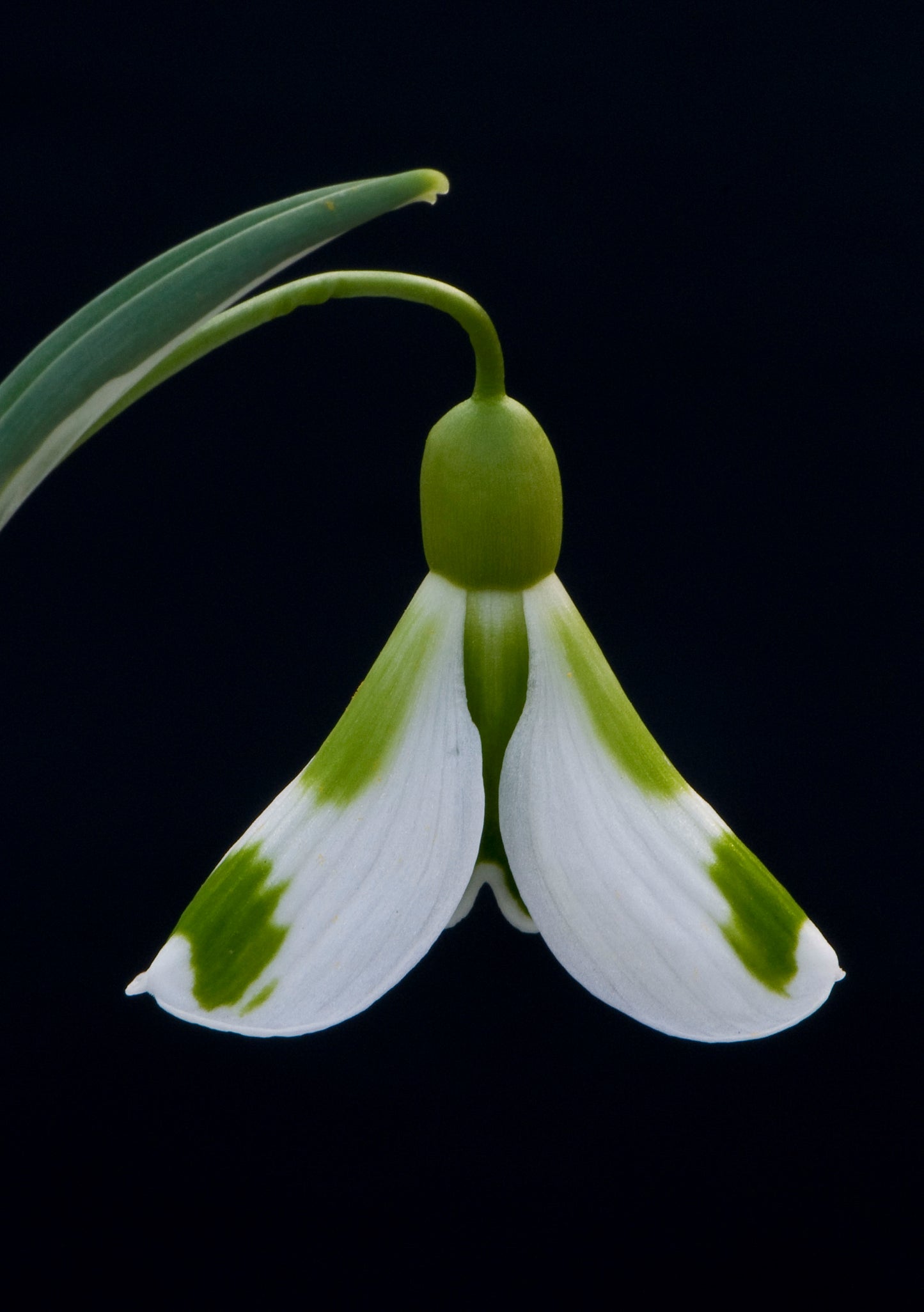 Galanthus Veronica Cross