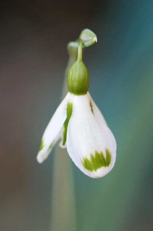 Galanthus Josie